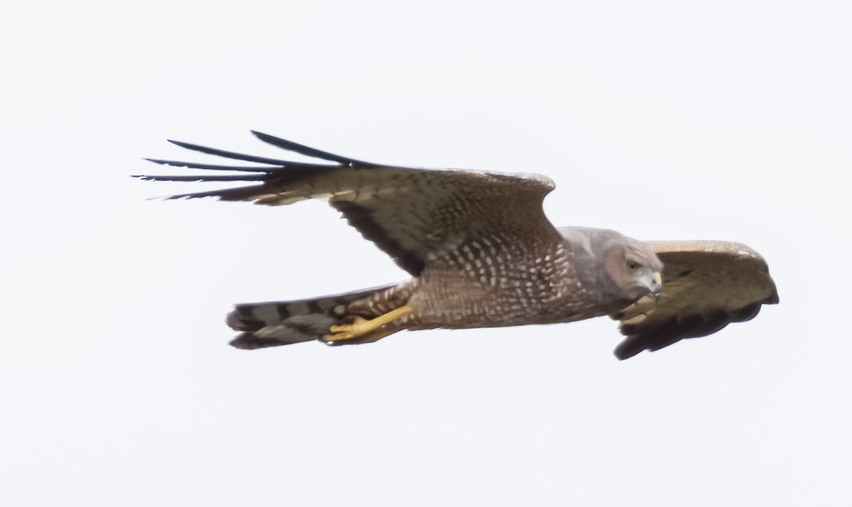 Spotted Harrier - ML623937157