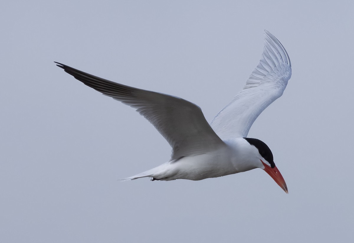 Caspian Tern - ML623937165