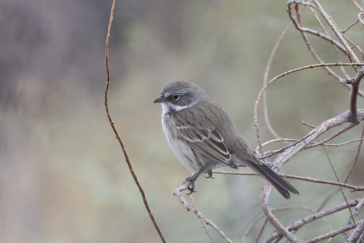 Bell's Sparrow (canescens) - ML623937266