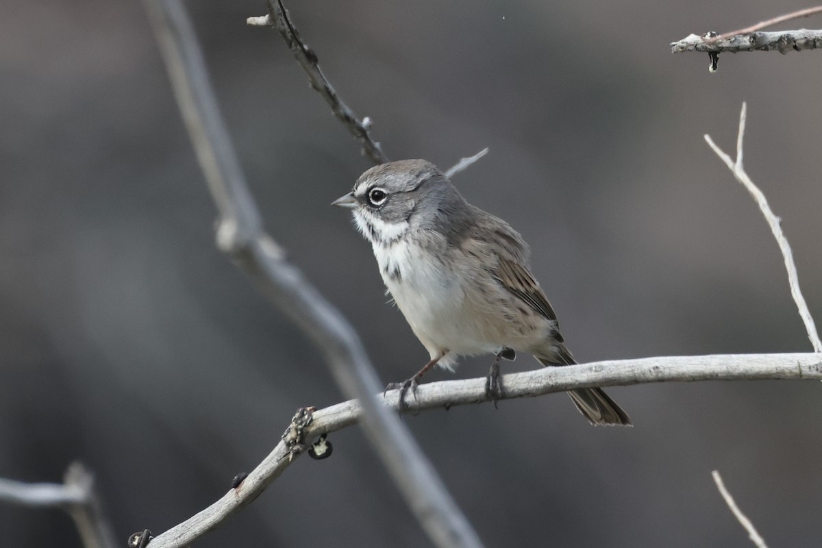 Bell's Sparrow (canescens) - ML623937269