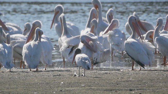 Wood Stork - ML623937278