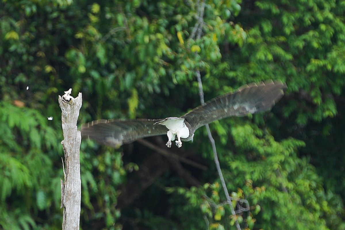 White-bellied Sea-Eagle - ML623937282