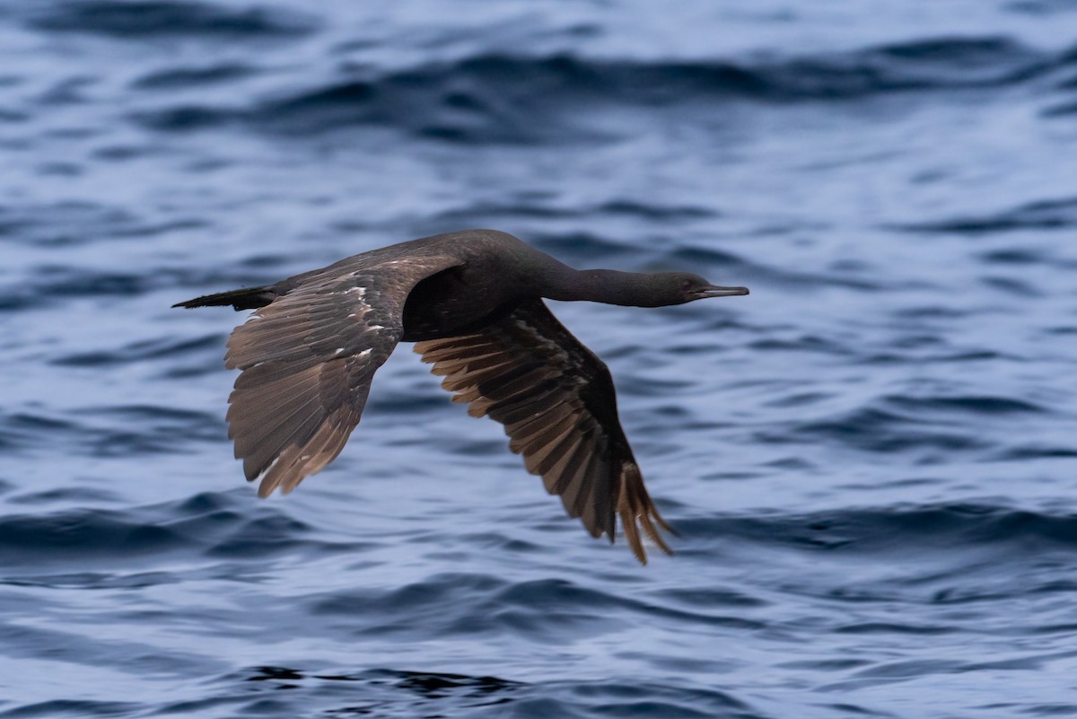 Pelagic Cormorant - ML623937302