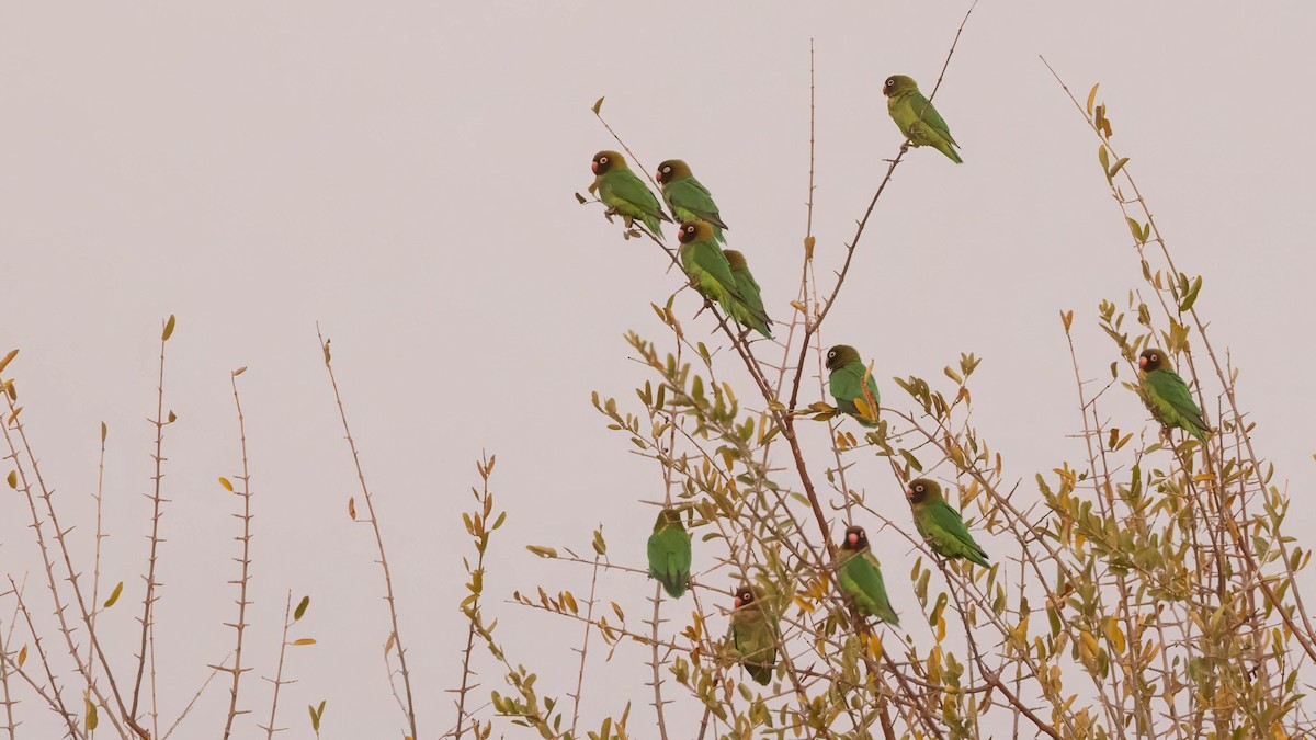 Black-cheeked Lovebird - ML623937308