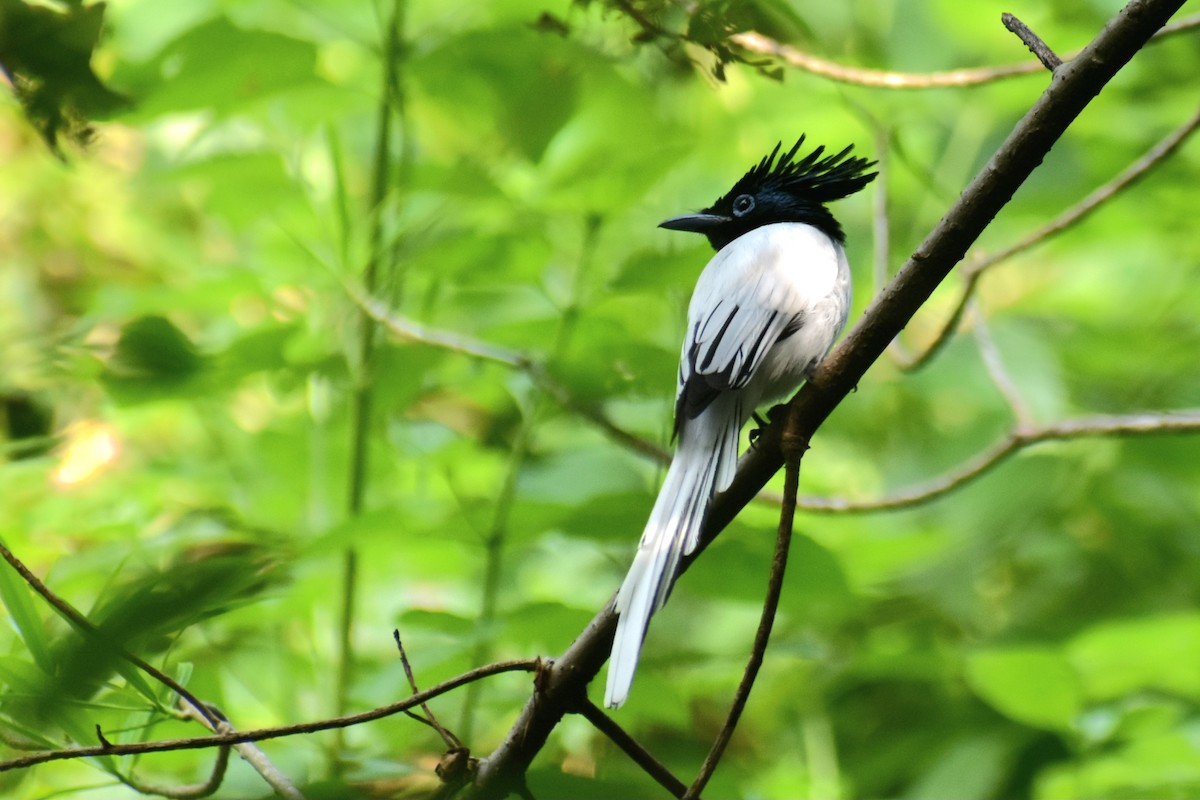 Indian Paradise-Flycatcher - ML623937321