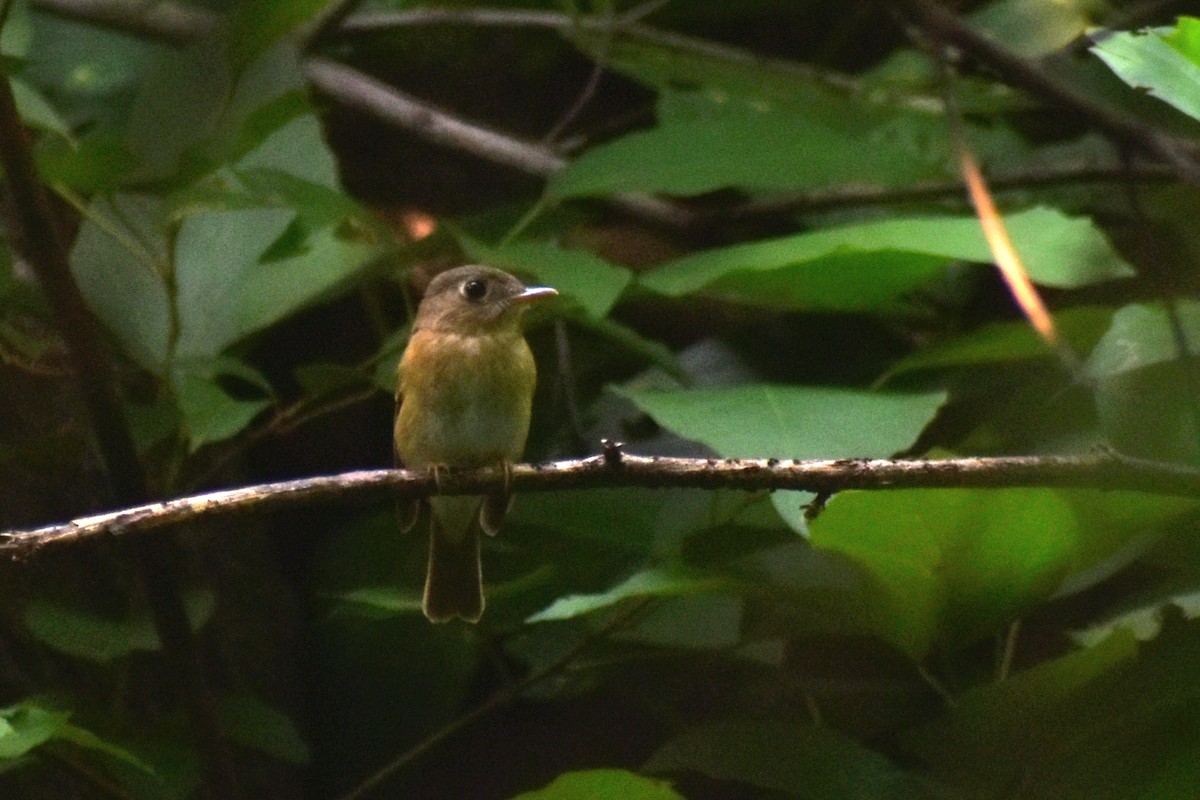 Brown-breasted Flycatcher - ML623937337