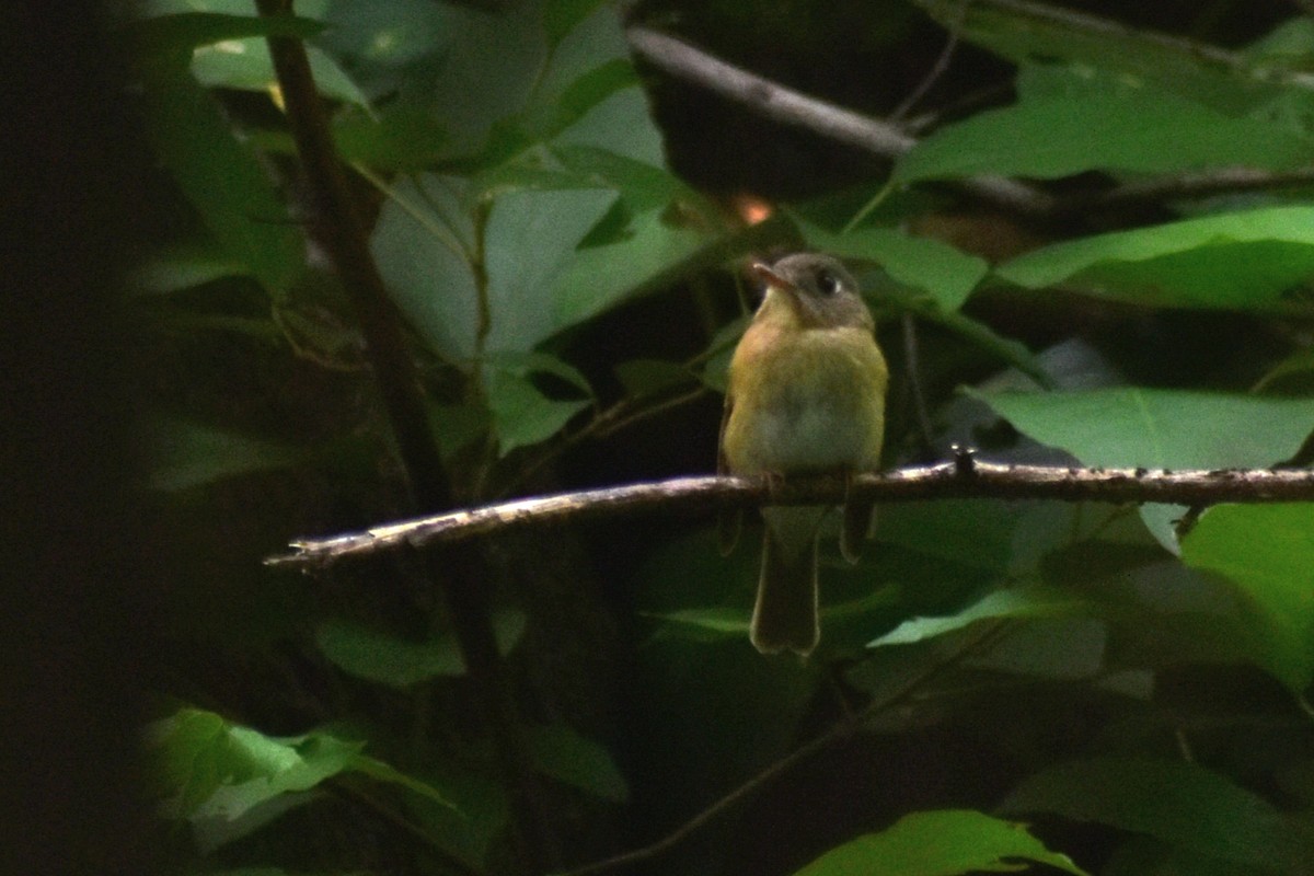 Brown-breasted Flycatcher - ML623937338