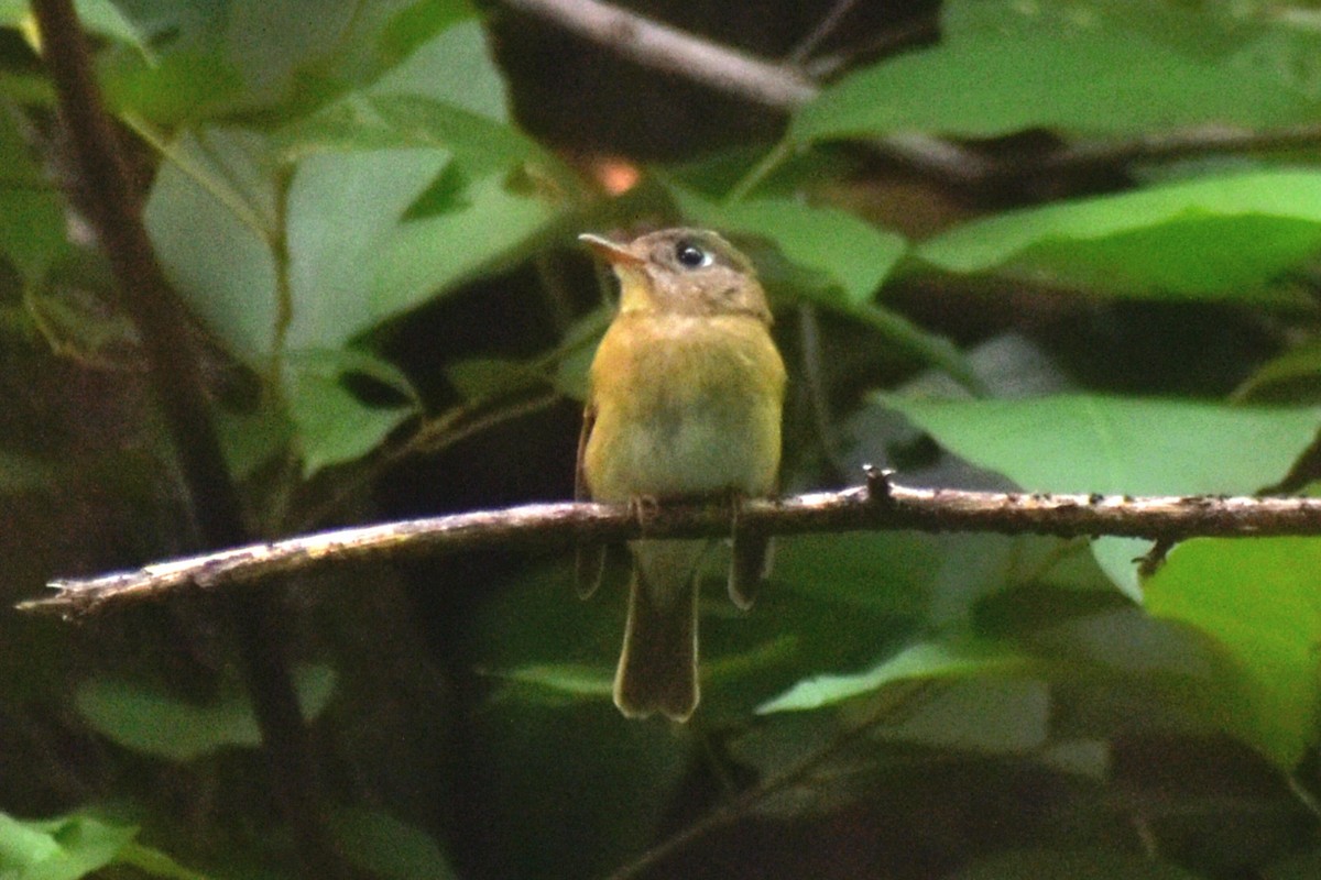 Brown-breasted Flycatcher - ML623937339