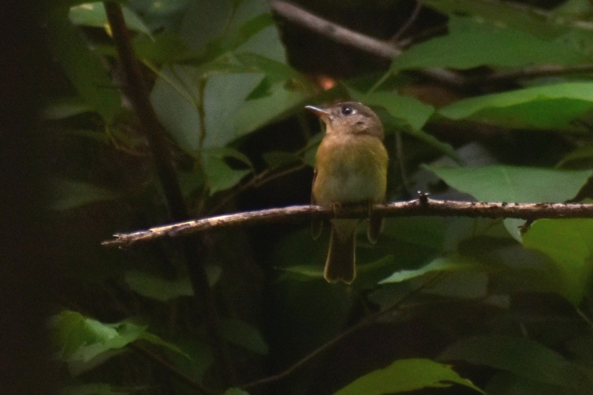 Brown-breasted Flycatcher - ML623937340