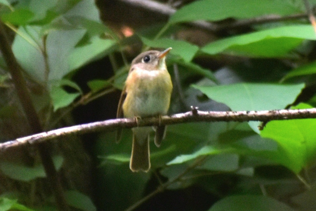 Brown-breasted Flycatcher - ML623937341