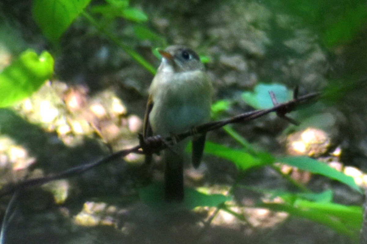 Brown-breasted Flycatcher - ML623937342