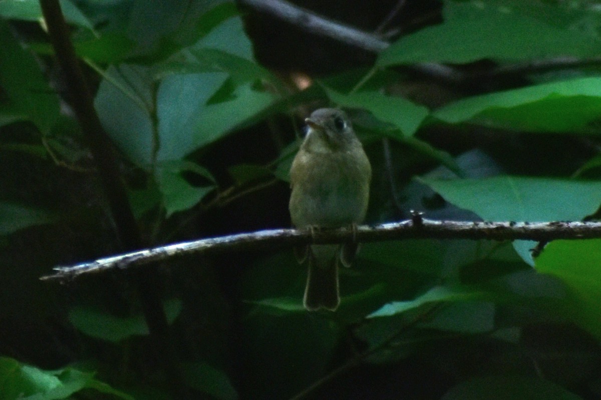 Brown-breasted Flycatcher - ML623937343