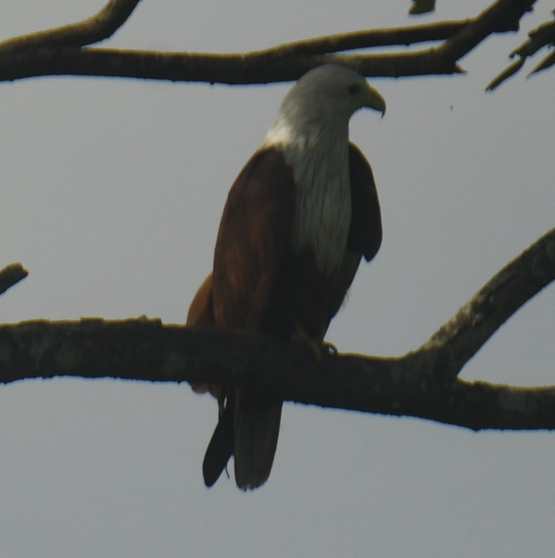 Brahminy Kite - Mohanan Choron