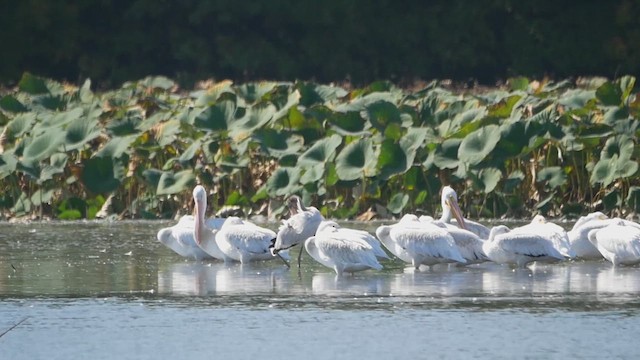 Wood Stork - ML623937354