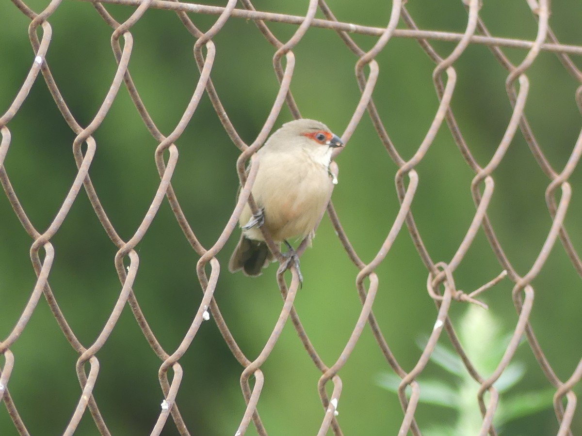 Common Waxbill - ML623937372