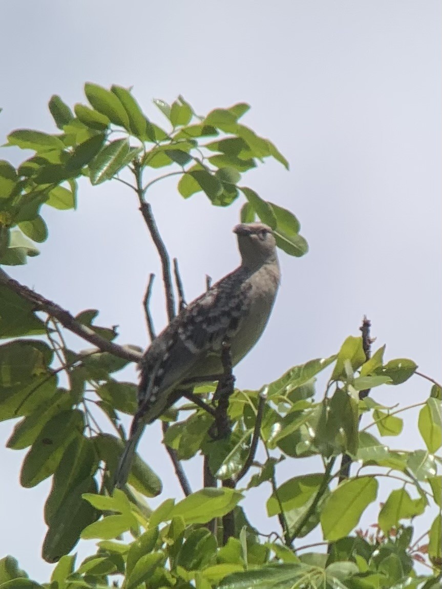 Great Bowerbird - ML623937386