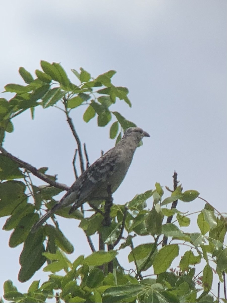 Great Bowerbird - ML623937387