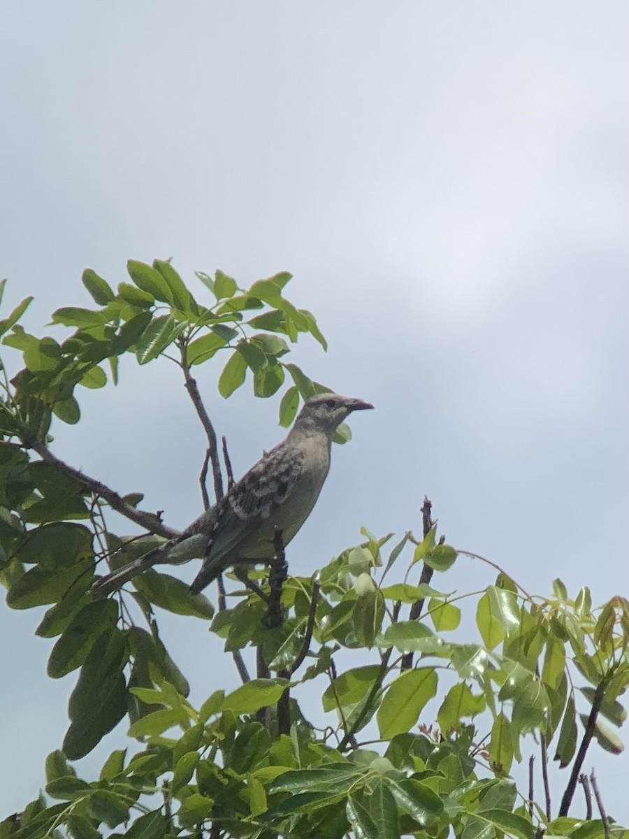 Great Bowerbird - ML623937388