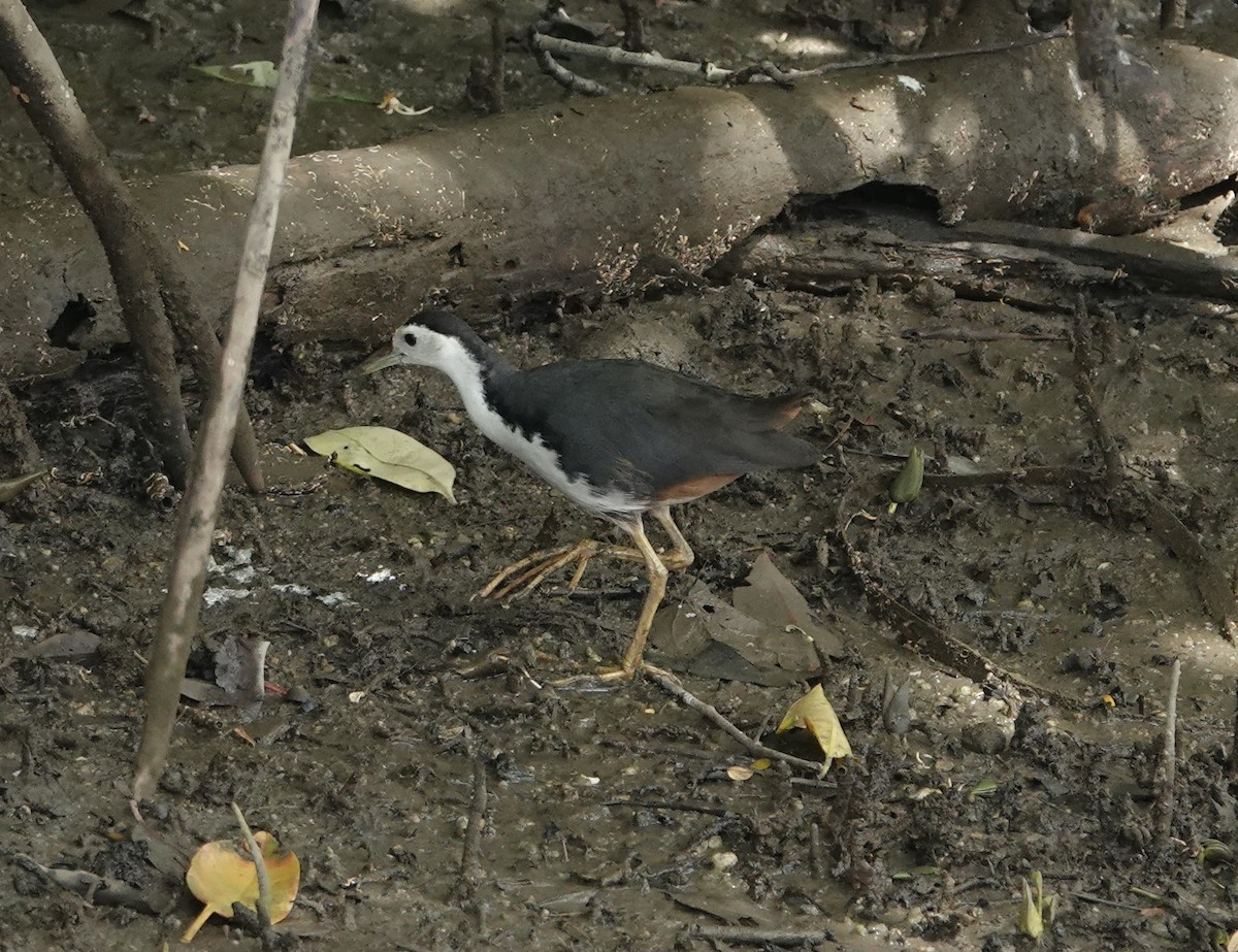 White-breasted Waterhen - ML623937391