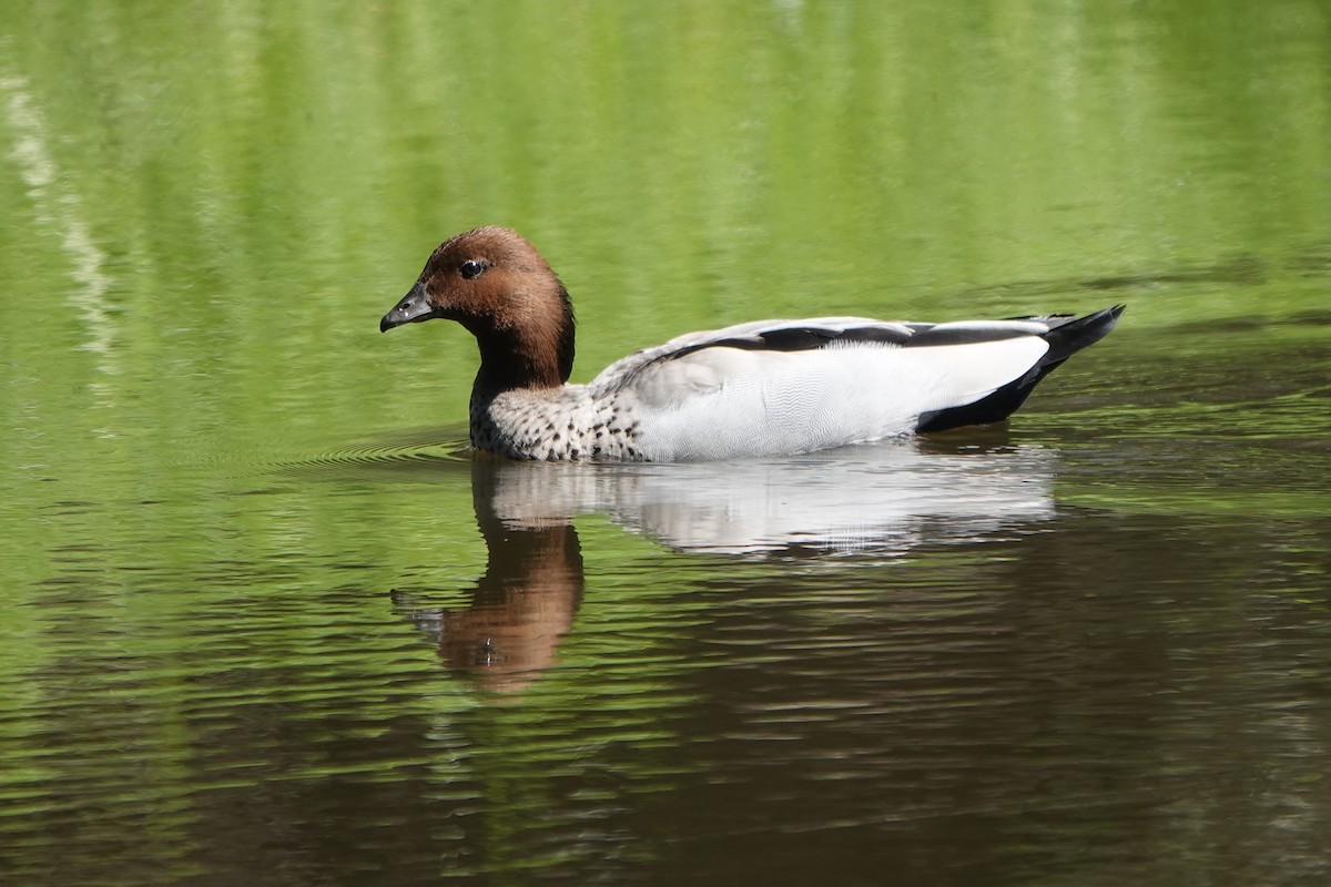 Maned Duck - ML623937424