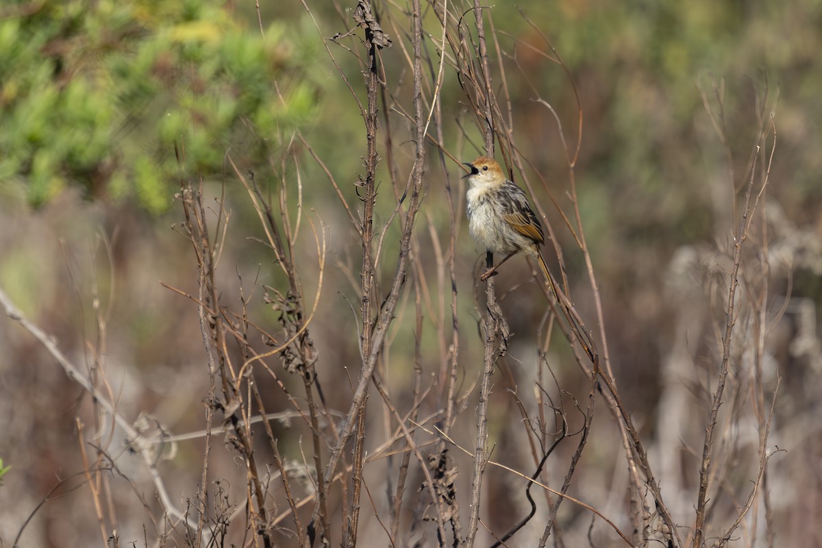 Levaillant's Cisticola - ML623937448