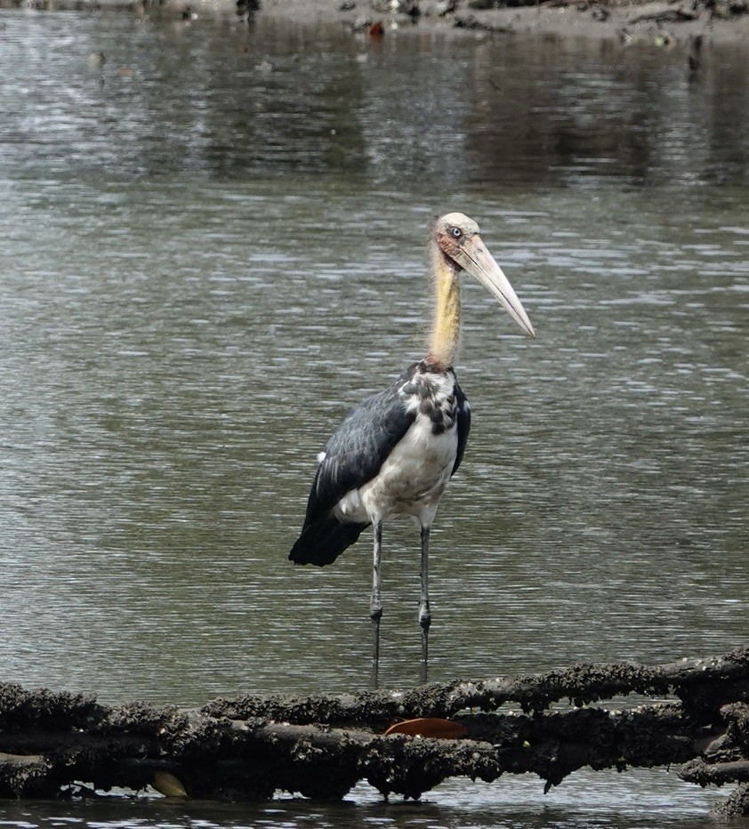 Painted Stork - ML623937453