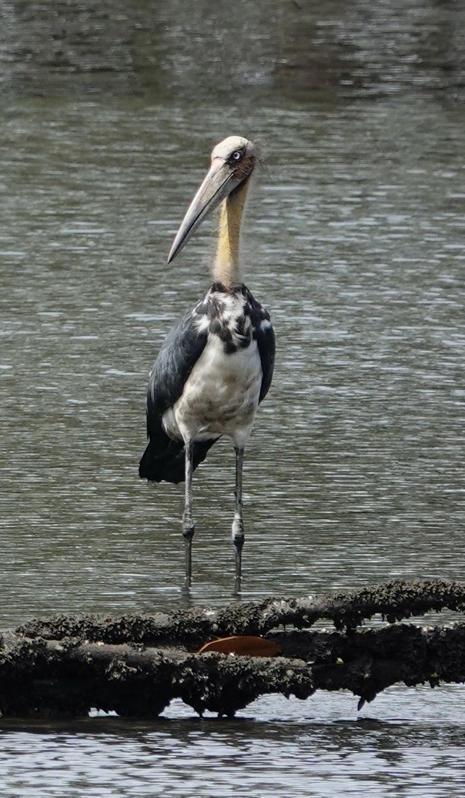 Painted Stork - ML623937454