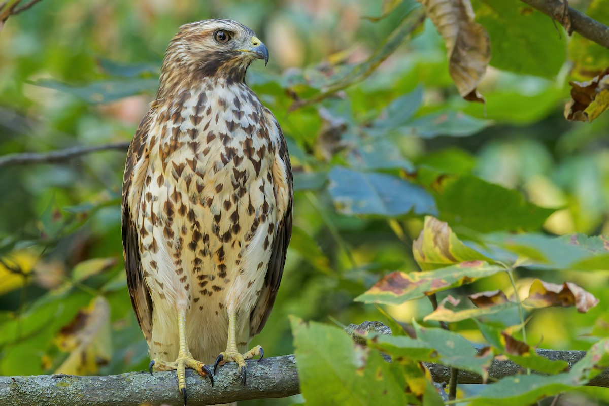 káně rudochvostá (ssp. borealis) - ML623937481