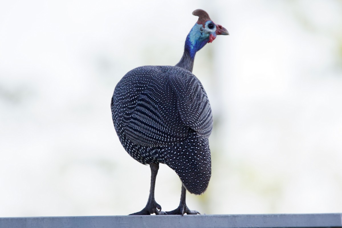 Helmeted Guineafowl - ML623937483