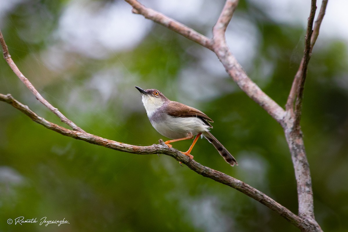 Gray-breasted Prinia - ML623937487