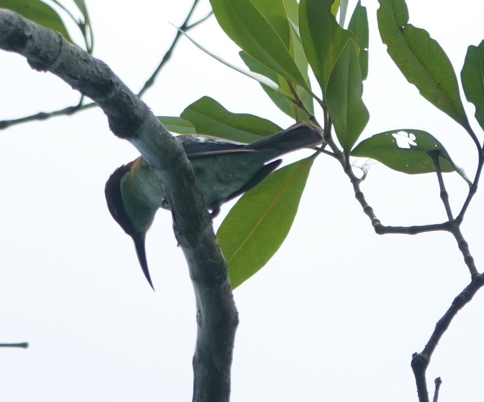 Blue-throated Bee-eater - ML623937500