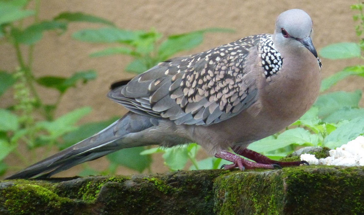 Spotted Dove - ML623937508