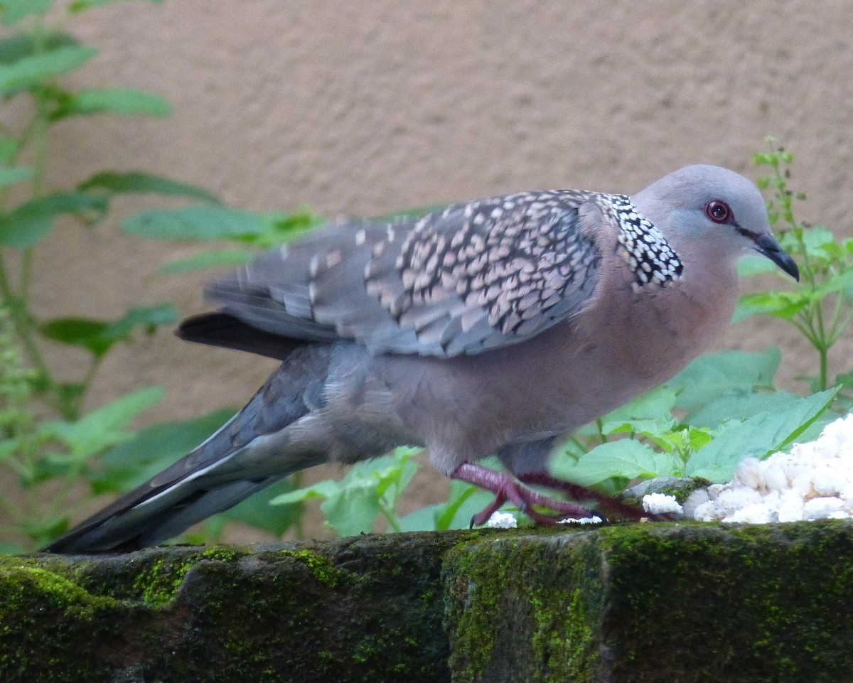 Spotted Dove - ML623937509