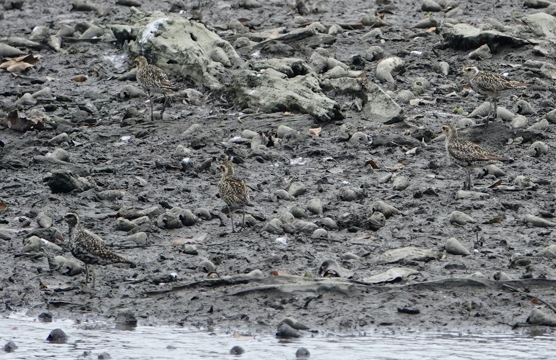 Pacific Golden-Plover - ML623937518