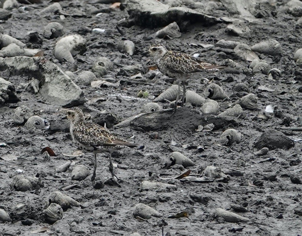 Pacific Golden-Plover - ML623937519