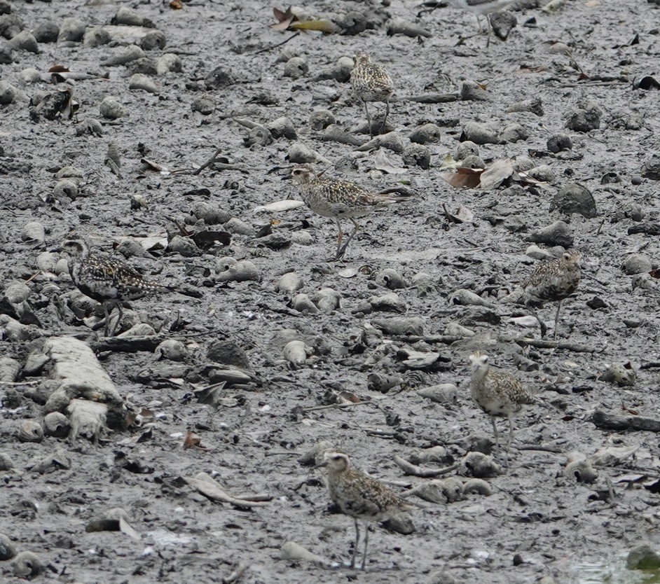 Pacific Golden-Plover - ML623937524