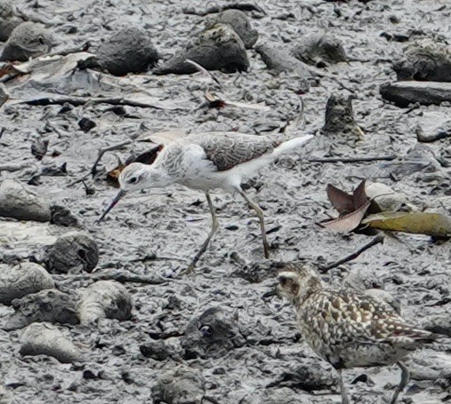 Marsh Sandpiper - ML623937534