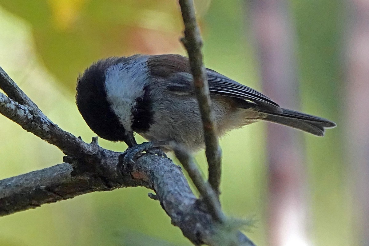 Chestnut-backed Chickadee - ML623937535