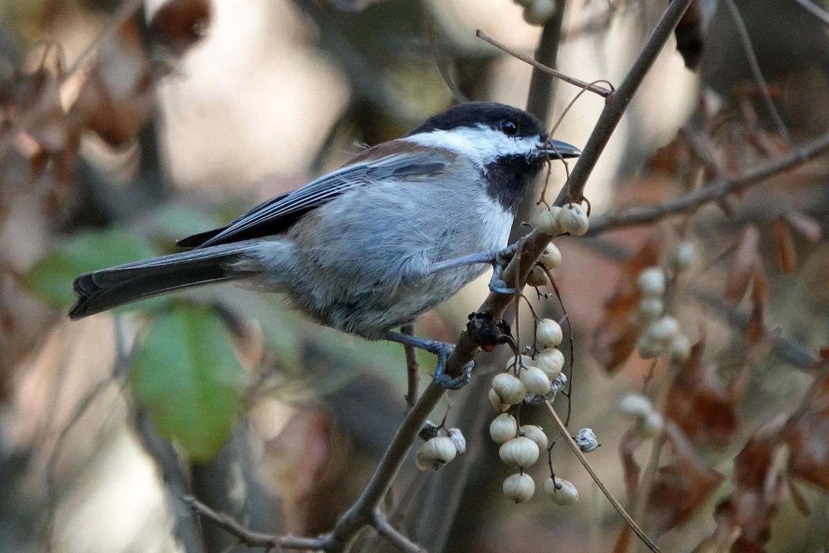 Chestnut-backed Chickadee - ML623937536