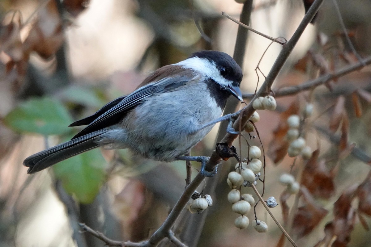 Chestnut-backed Chickadee - ML623937538