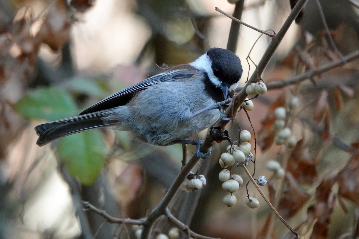 Chestnut-backed Chickadee - ML623937539