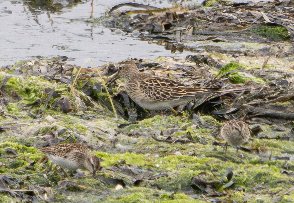 Pectoral Sandpiper - Elizabeth Crouthamel