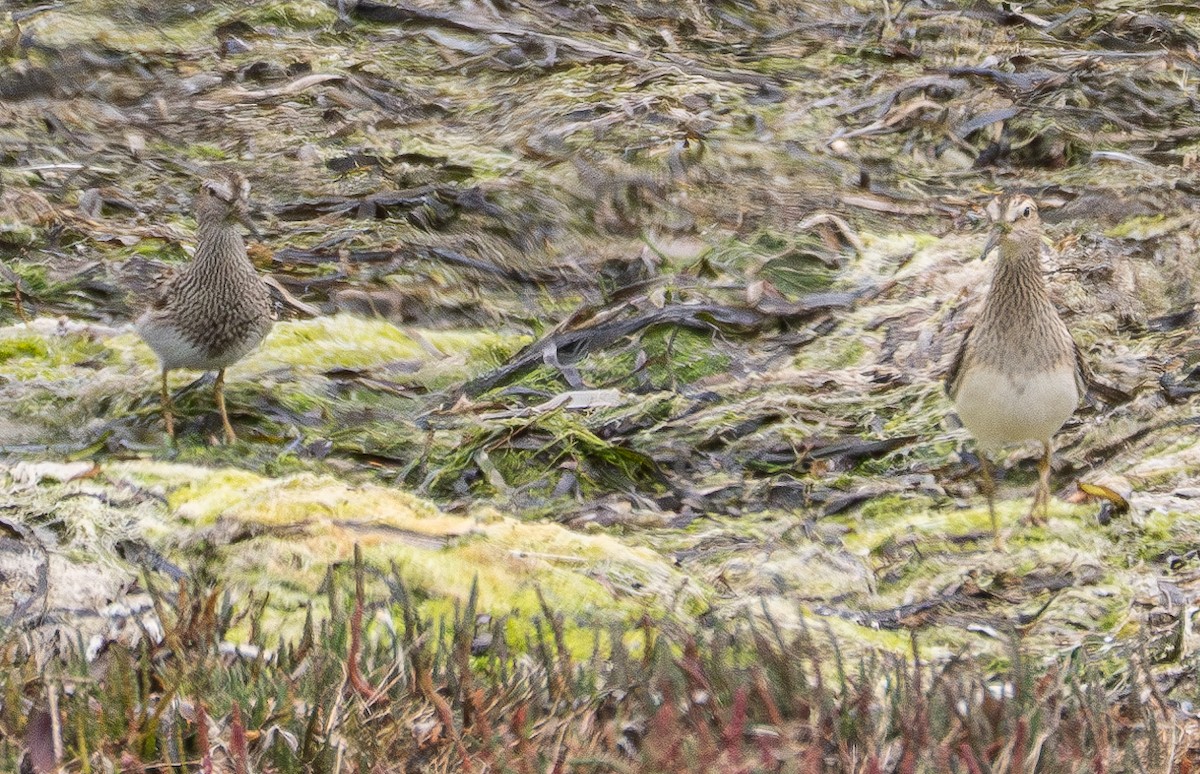 Pectoral Sandpiper - ML623937560