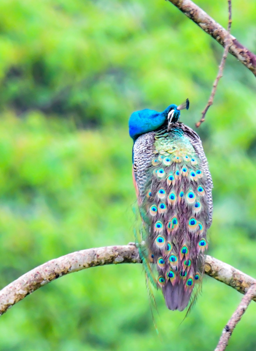 Indian Peafowl - ML623937562