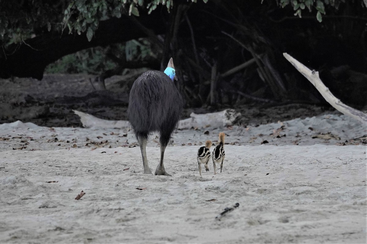 Southern Cassowary - ML623937564