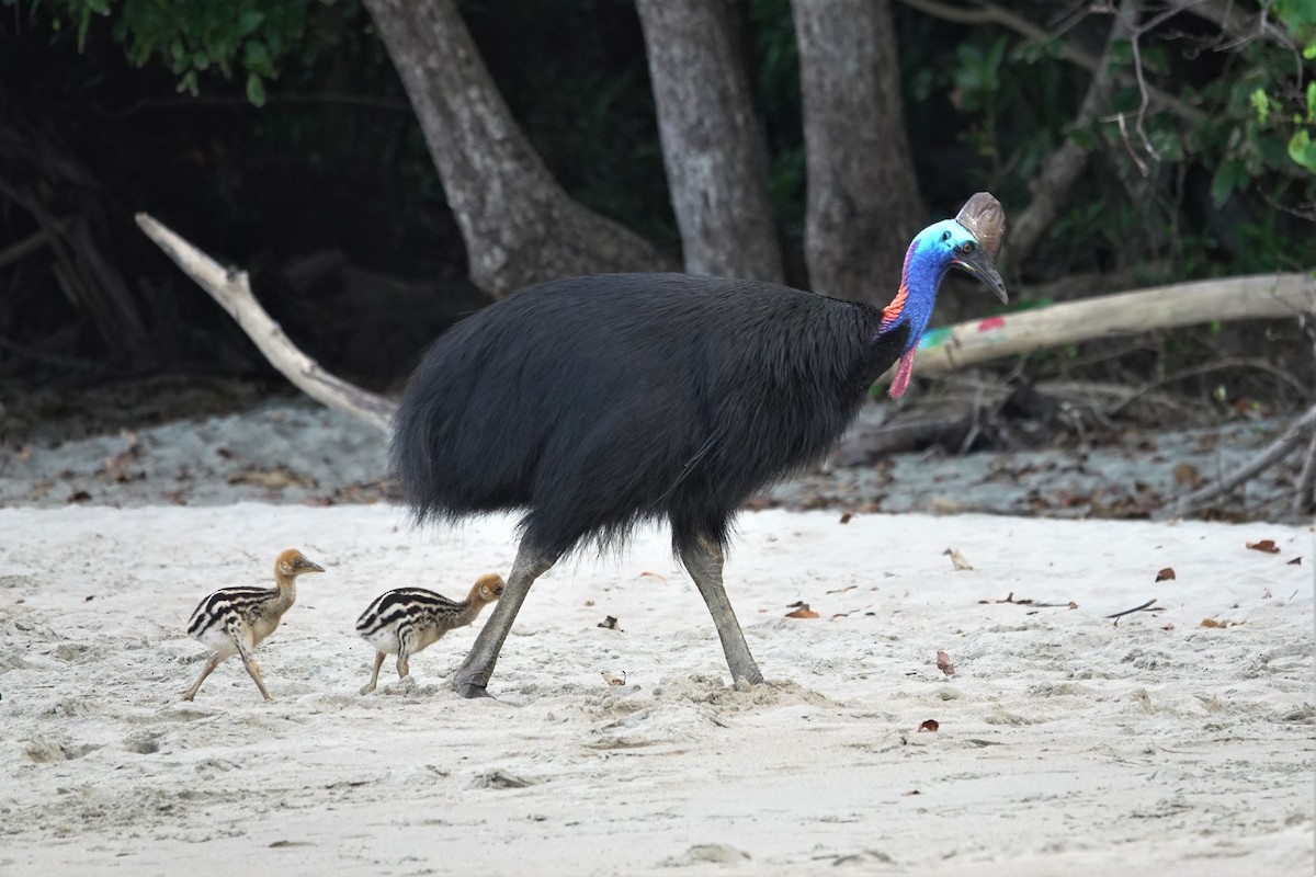 Southern Cassowary - ML623937567