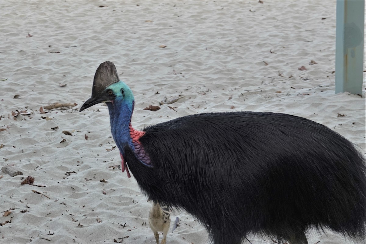 Southern Cassowary - ML623937568