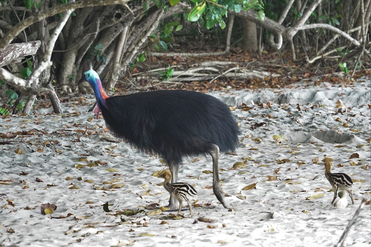 Southern Cassowary - Cynthia Su