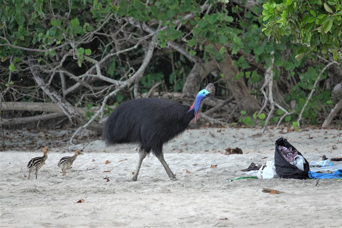 Southern Cassowary - ML623937570