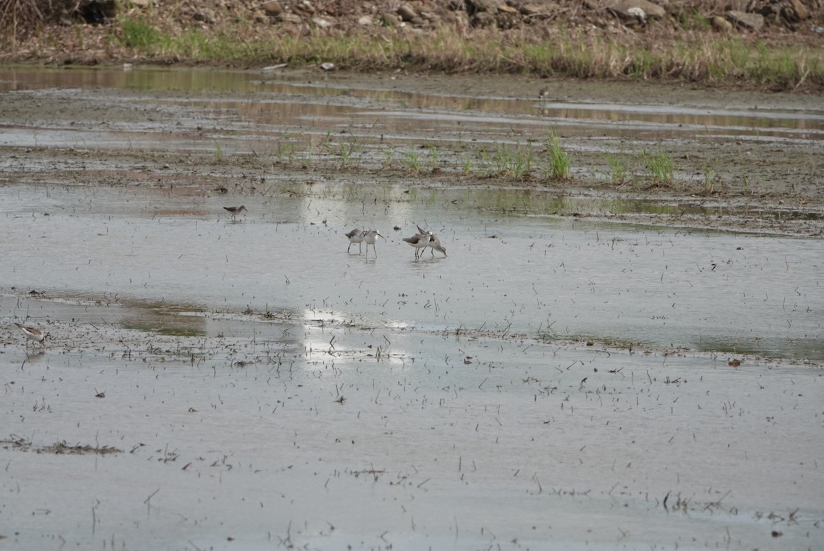 Marsh Sandpiper - ML623937579